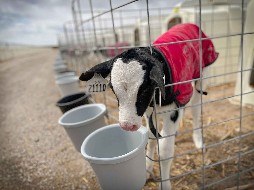 Pail Feeding