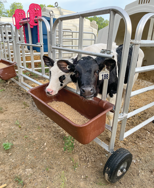 Grain Feeding