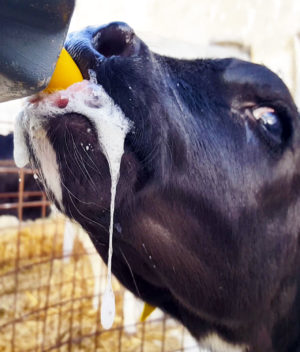 Milk Bar Teats and Nipples