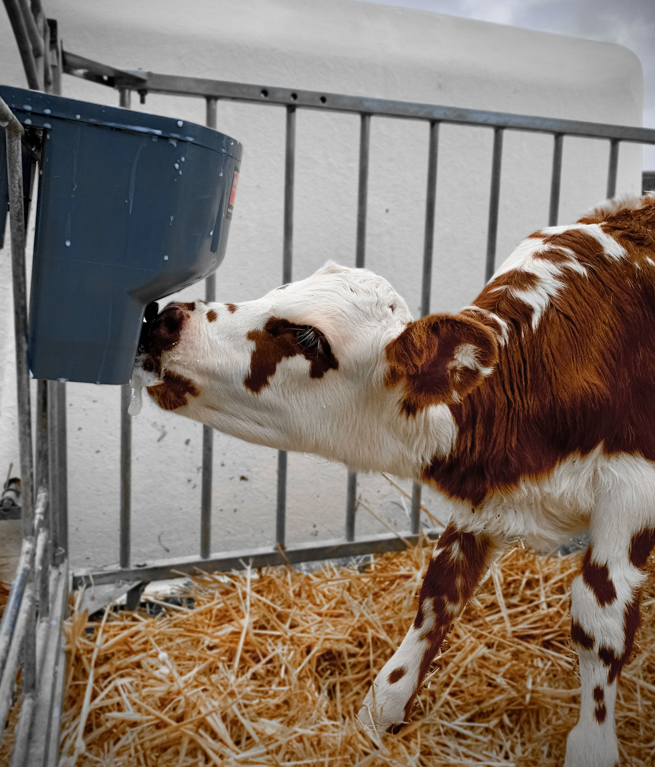 MB1-4L-Calf-drinking