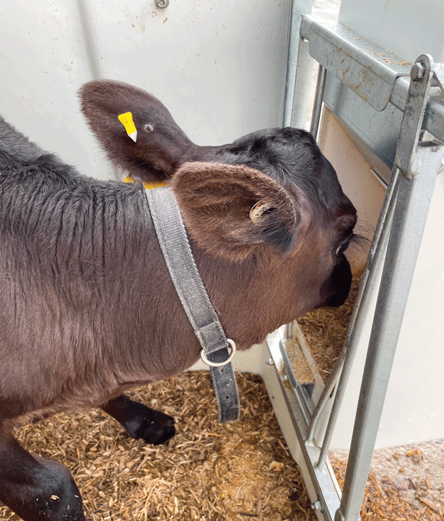 2444_CalfUsingUniversalGrainFeeder
