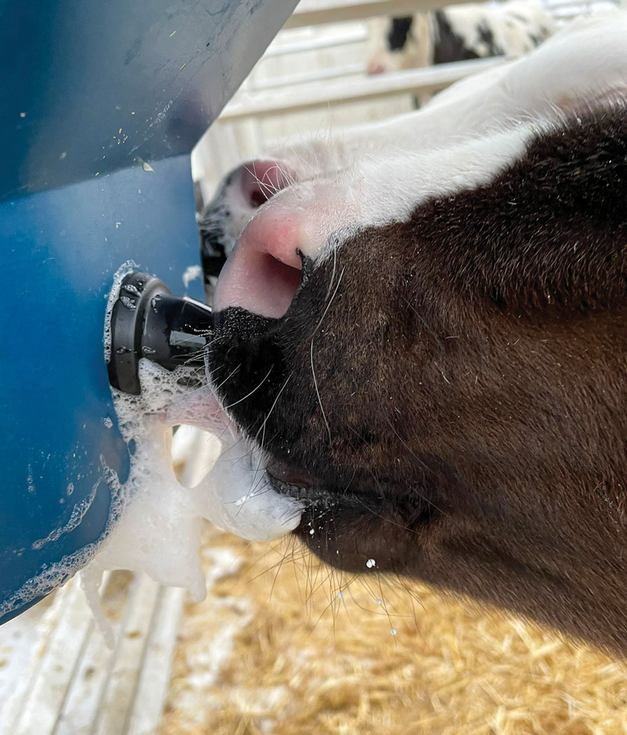 MBCB2_CalfBuddy_2CavesInUse.Closeup_LR